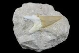 Eocene Otodus Shark Tooth Fossil in Rock - Huge Tooth! #171278-1
